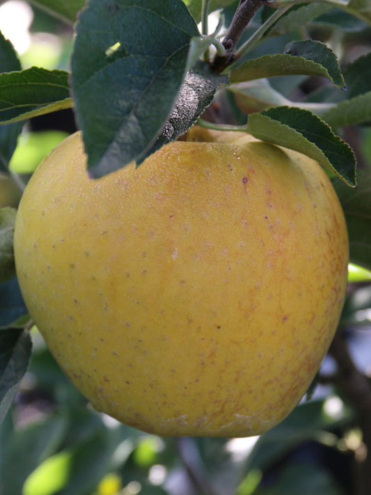 Golden Delicious Apple