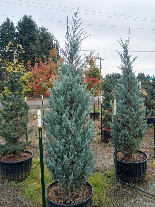 Moonglow Juniper