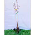 4-N-1 Combo Apple 'Honeycrisp, Granny Smith, Fuji, Gala'