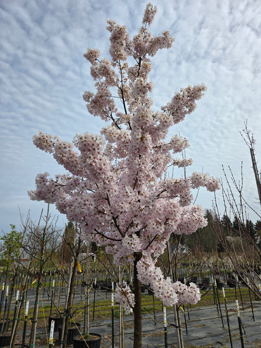 Akebono Flowering Cherry