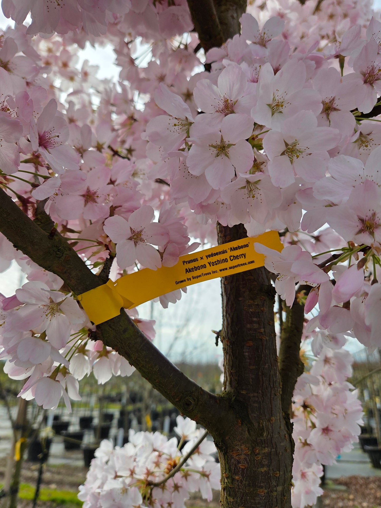 Akebono Flowering Cherry